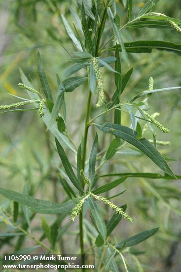 Columbia River Willow foliage w/ female aments