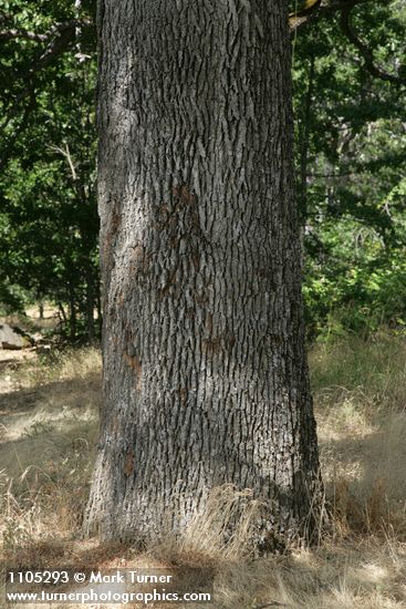 Oregon White Oak trunk