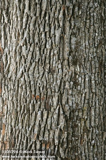 Oregon White Oak bark