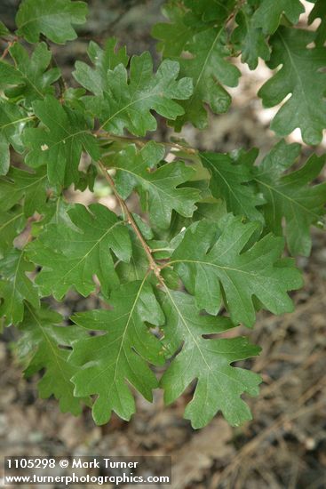 Oregon White Oak foliage