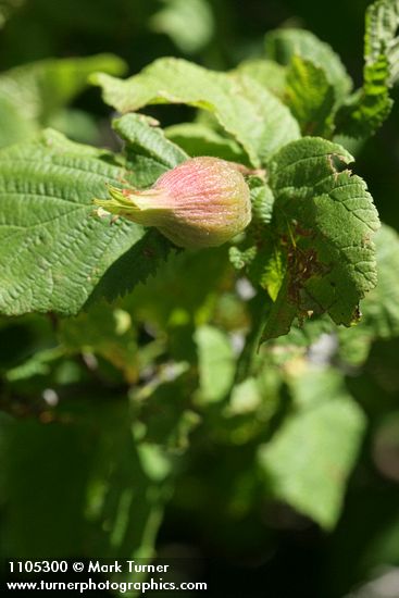 Beaked Hazelnut fruit among foliage