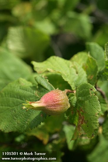 Beaked Hazelnut fruit among foliage