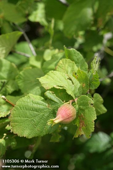 Beaked Hazelnut fruit among foliage