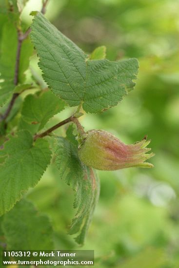 Beaked Hazelnut fruit among foliage
