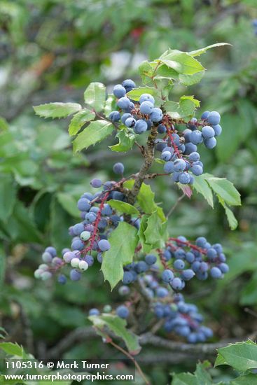 Shining Oregon-grape fruit among foliage