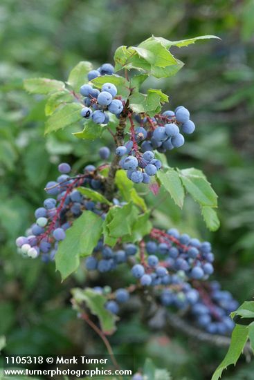 Shining Oregon-grape fruit among foliage