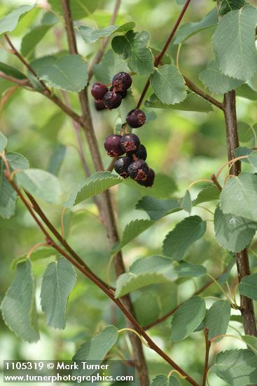 Western Serviceberry fruit among foliage