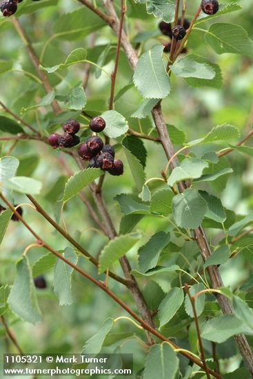 Western Serviceberry fruit among foliage