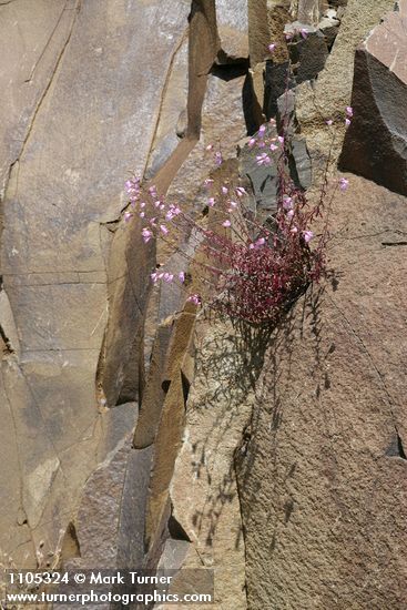 Richardson's Penstemon on basalt cliff