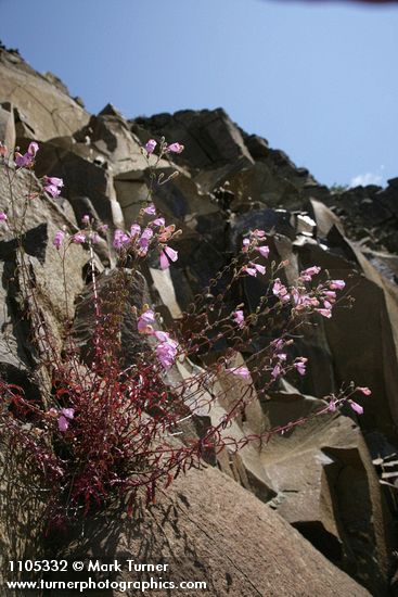 Richardson's Penstemon on basalt cliff