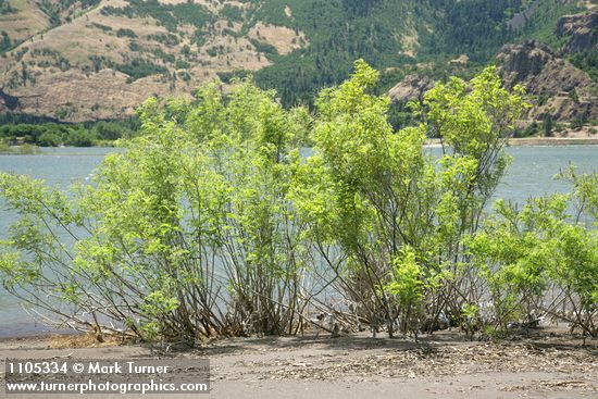 Western False Indigo on Columbia River sandbar