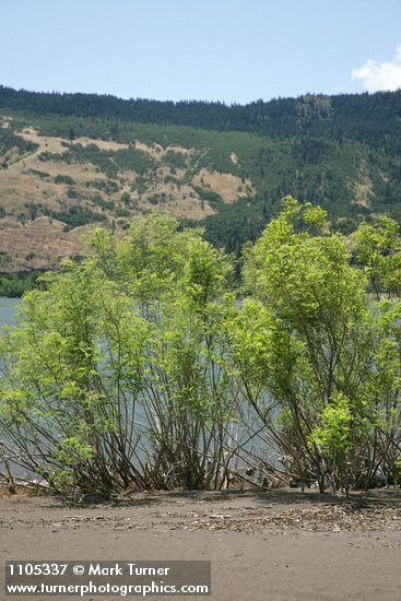 Western False Indigo on Columbia River sandbar