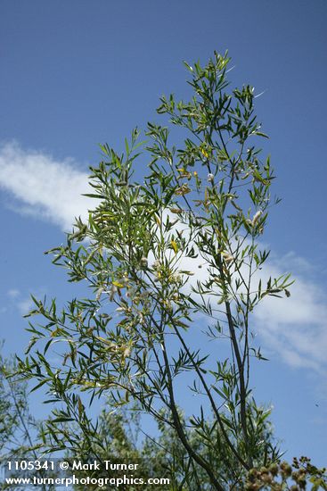 Columbia River Willow foliage against blue sky