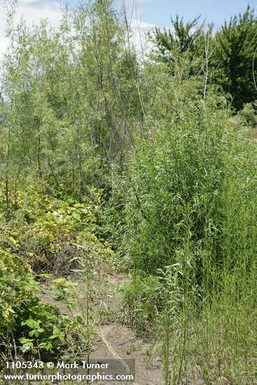 Columbia River Willows