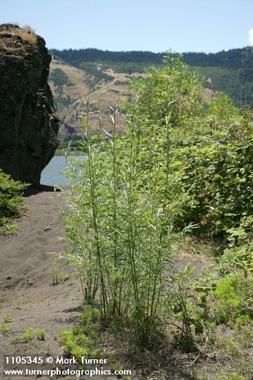 Columbia River Willows
