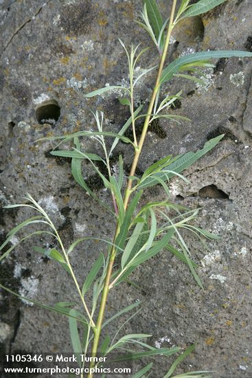 Columbia River Willow foliage