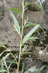 Columbia River Willow foliage