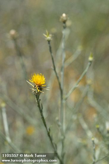 Yellow Starthistle