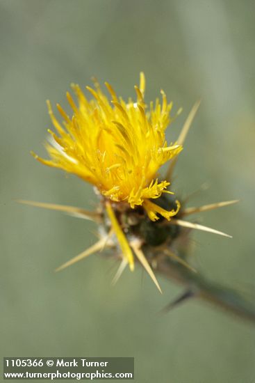 Yellow Starthistle blossom detail