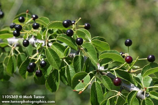 Bitter Cherry fruit among foliage