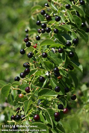 Bitter Cherry fruit among foliage