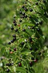 Bitter Cherry fruit among foliage