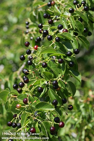 Bitter Cherry fruit among foliage