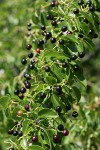 Bitter Cherry fruit among foliage