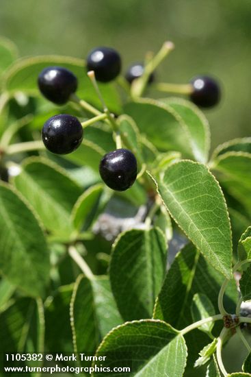 Bitter Cherry fruit among foliage