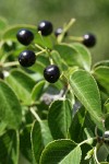 Bitter Cherry fruit among foliage