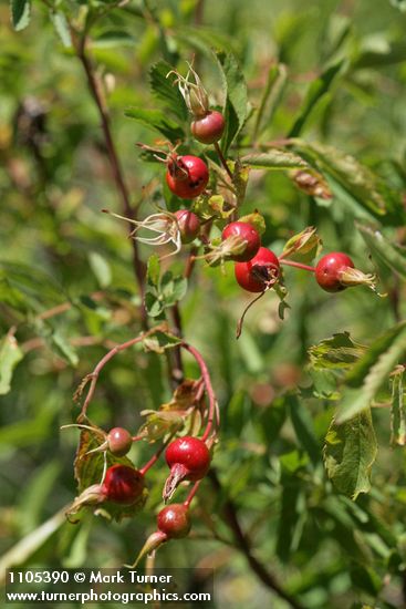 Pearhip Rose fruit among foliage
