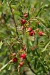 Pearhip Rose fruit among foliage