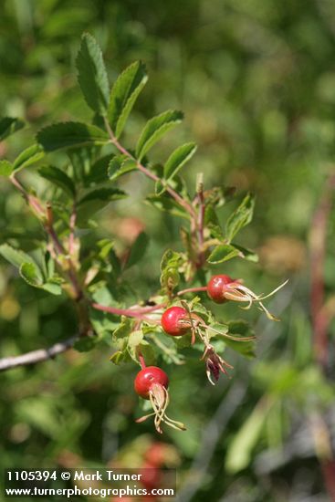 Pearhip Rose fruit among foliage