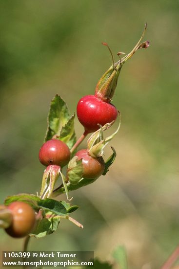 Pearhip Rose hips