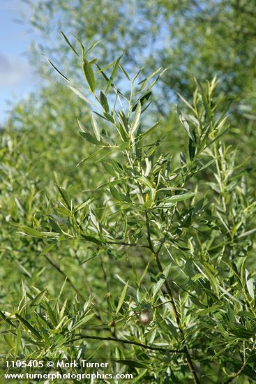 Lemmon's Willow foliage