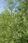 Lemmon's Willow foliage