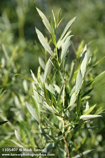 Lemmon's Willow foliage