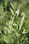 Lemmon's Willow foliage