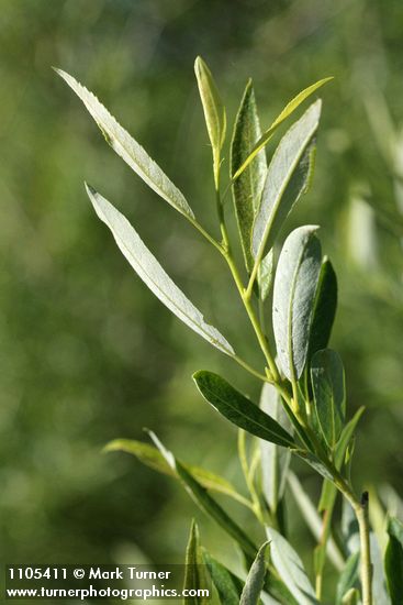 Lemmon's Willow foliage