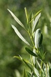 Lemmon's Willow foliage
