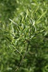 Lemmon's Willow foliage