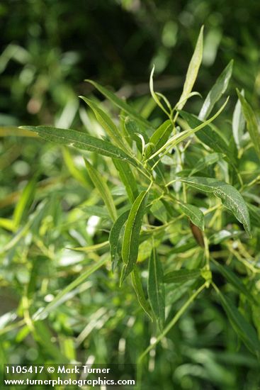 Lemmon's Willow foliage