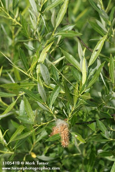 Lemmon's Willow foliage w/ mature female ament