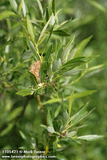 Lemmon's Willow foliage w/ mature female ament