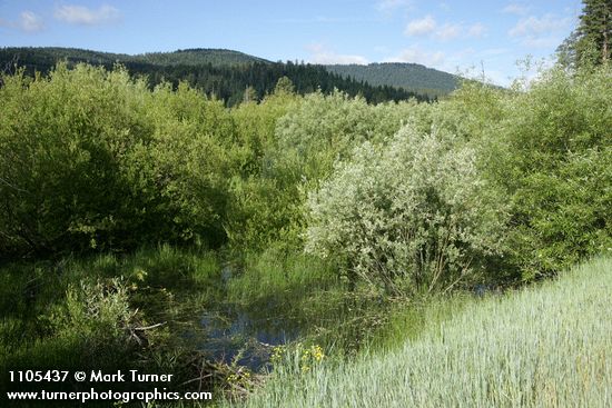 Onecolor Willow (left), Geyer Willow (gray), Lemmon's Willow (right) behind small beaver dam