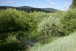 Onecolor Willow (left), Geyer Willow (gray), Lemmon's Willow (right) behind small beaver dam