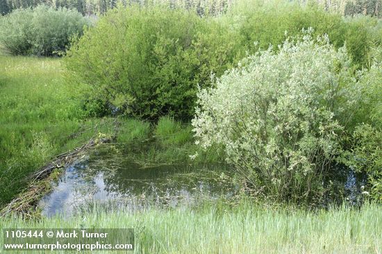 Onecolor Willow (dark green left), Geyer Willow (gray), Lemmon's Willow (right) behind small beaver dam