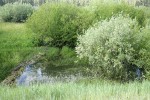 Onecolor Willow (dark green left), Geyer Willow (gray), Lemmon's Willow (right) behind small beaver dam