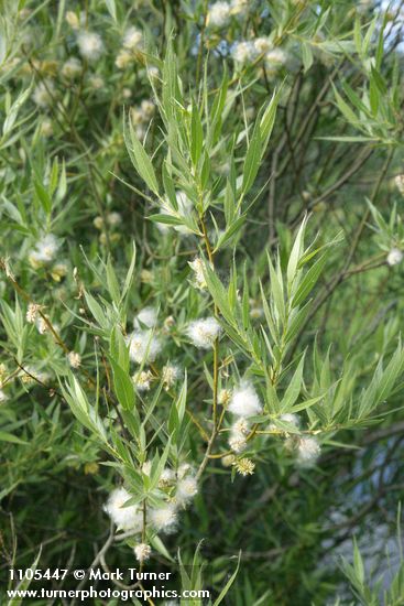 Booth's Willow foliage & mature female aments