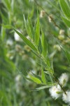 Booth's Willow foliage